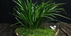 香味植物盆景店好做吗(香味植物盆景店好做吗知乎)