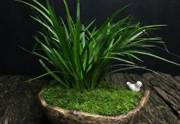 香味植物盆景店好做吗(香味植物盆景店好做吗知乎)