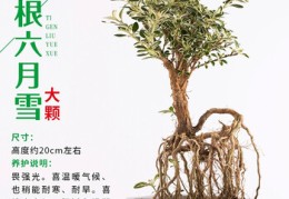盆栽植物营销策划方案范文(盆栽植物营销策划方案范文怎么写)