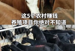 30个适合农村办厂的项目有什么好项目(30个适合农村办厂的项目有什么好项目呢)