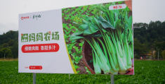 野菜种植基地加盟(野菜种植基地加盟电话)
