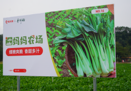 野菜种植基地加盟(野菜种植基地加盟电话)