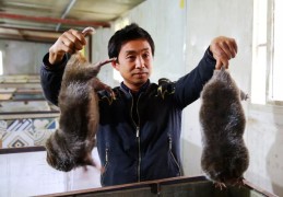 包含致富带头人的事迹材料驴马经纪人的词条