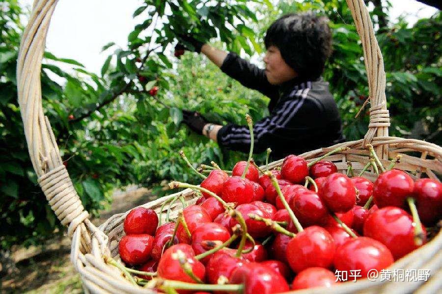 不愁销路的懒人种植(不愁销路的懒人种植药材)