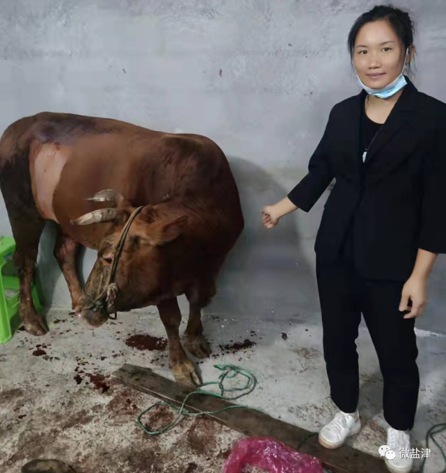 致富经养牛视频播放(农业节目致富经养牛视频)