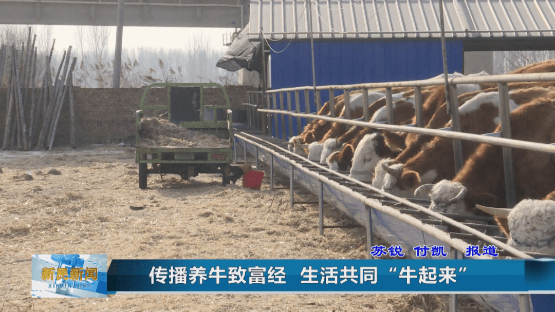 致富经养牛视频播放(农业节目致富经养牛视频)