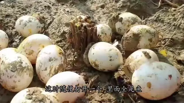 赚钱的捕鱼1小时5000元是真的吗?(赚钱的捕鱼1小时5000元是真的吗视频)