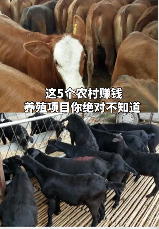 30个适合农村办厂的项目有什么好项目(30个适合农村办厂的项目有什么好项目呢)
